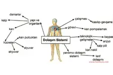 Dolaşım Sistemi Nedir?