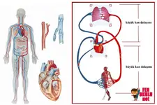 Dolaşım Sistemi Organları Nelerdir?