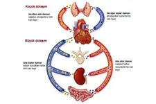 Kan Dolaşım Sistemi