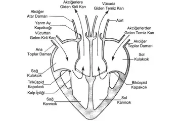 Biyoloji Dolaşım Sistemi